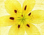 Bright Spot In My Day Photograph by Kathi Mirto
