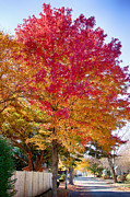 brilliant autumn colors on a Marblehead street Photograph by Jeff Folger