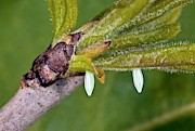 Brimstone Butterfly Eggs On Buckthorn Photograph by Science Photo Library