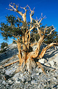 Bristlecone Pine Photograph by Brenda Tharp Bristlecone Pine Photograph by Brenda Tharp