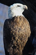 Broken Wing Proud Spirit Photograph by Veronica Batterson