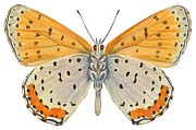 Bronze copper butterfly Drawing by Anonymous