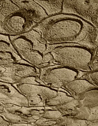 Bronze Mud Patterns #1 Photograph by Tom Daniel