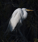 Brooding Heron Photograph by Dale Powell Brooding Heron Photograph by Dale Powell
