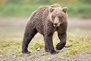Brown Bear Photograph by Science Photo Library