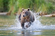 Brown Bear Running In Water Photograph by Science Photo Library