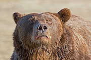 Brown Bear Sniffing Air Photograph by Science Photo Library