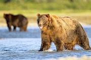 Brown Bear Standing In Water Photograph by Science Photo Library