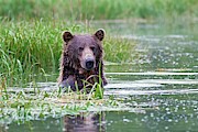 Brown Bear Swimming Photograph by Science Photo Library