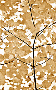 Brown Leaves Melody Photograph by Jennie Marie Schell