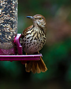 Brown Thrasher - State Bird of Georgia Photograph by Robert L Jackson Brown Thrasher - State Bird of Georgia Photograph by Robert L Jackson