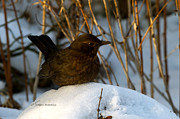 Brownbird Photograph by Torbjorn Swenelius