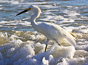 Bubbles Around Snowy Egret Photograph by Ed Gleichman