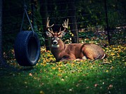 Buck in the Back Yard Photograph by Frank J Casella