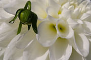 Budding Dahlia Photograph by Kathy Paynter