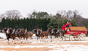 Budweiser Clydesdales Photograph by Stacy Abbott