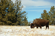Buffalo Grazing Photograph by Greni Graph