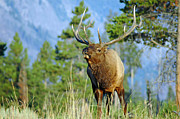 Bugling Bull in Yellowstone National Park Photograph by Bruce Gourley