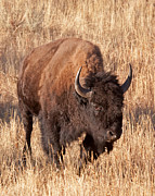 Bull Bison Running in Yellowstone National Park Photograph by Fred Stearns