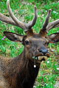 Bull Elk eating flower Photograph by Tracy Smith