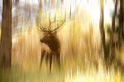 Bull Elk Forest Gazing Photograph by James BO Insogna