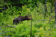Bull Moose Photograph by Loni Collins