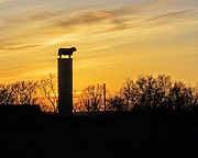 Bull On A Pedestal  Photograph by Kevin Anderson