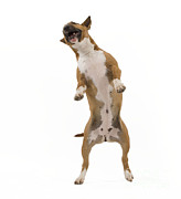 Bull Terrier Photograph by Jean-Michel Labat