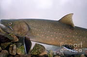Bull Trout Photograph by William H. Mullins