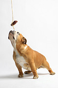 Bulldog With Sausage Photograph by Christine Steimer Bulldog With Sausage Photograph by Christine Steimer