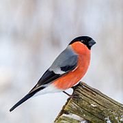 Bullfinch on the Edge Photograph by Torbjorn Swenelius