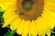 Bumble bee on Sunflower Photograph by Crystal Wightman