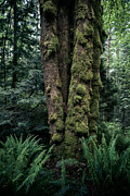 Bundled Photograph by Alexander Kunz