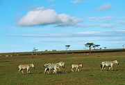 Burchell's Zebras Photograph by Science Photo Library