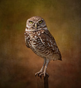 Burrowing Owl Portrait Photograph by Kim Hojnacki Burrowing Owl Portrait Photograph by Kim Hojnacki