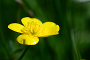 Buttercup In The Meadow Photograph by Hannes Cmarits