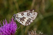 Butterfly feeding Photograph by Bernd Laeschke Butterfly feeding Photograph by Bernd Laeschke