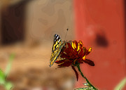 Butterfly On Flower Digital Art by Kathleen Illes
