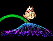 Butterfly On Lotus Leaf Photograph by Science Photo Library