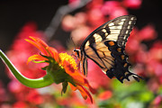 Butterfly on Orange Sunflower Photograph by Jill Lang