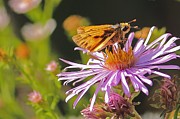 Butterfly on Purple Daisy Photograph by Angela Murdock
