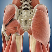 Buttock Muscles Photograph by Science Photo Library