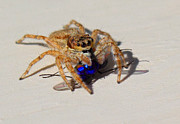 Buzzed Out Photograph by Shane Bechler