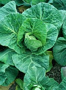 Cabbage 'pixie' Photograph by Science Photo Library