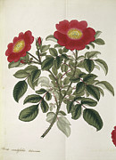 Cabbage Rose Photograph by Science Photo Library