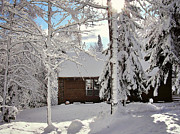 Cabin in the Woods Photograph by Gwen Gibson