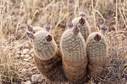 Cactus Buds Photograph by Melany Sarafis