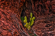 Cactus Dwelling Photograph by Mark Myhaver Cactus Dwelling Photograph by Mark Myhaver