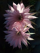 Cactus Flowers in Pink Photograph by Joe Schofield
