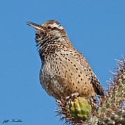 Cactus Wren Singing Photograph by Jeff Goulden Cactus Wren Singing Photograph by Jeff Goulden